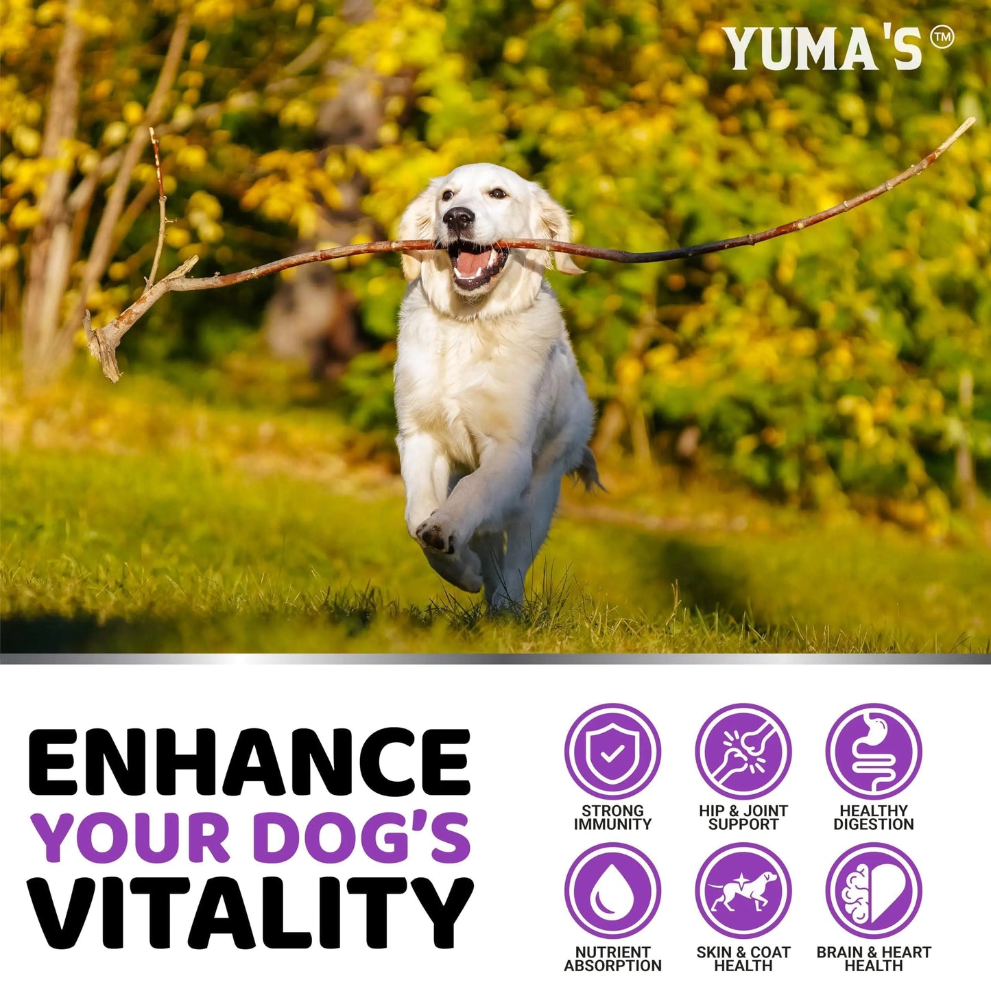 Dog Multivitamin Chewable with Glucosamine - 170 Treats
